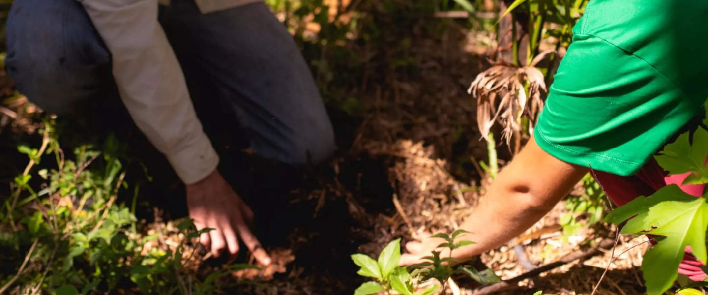 Duas pessoas analisam vegetação em área de plantio, representando ações de preservação ambiental e cuidado com a natureza.