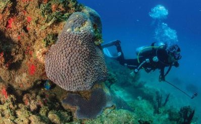 mergulador com coral