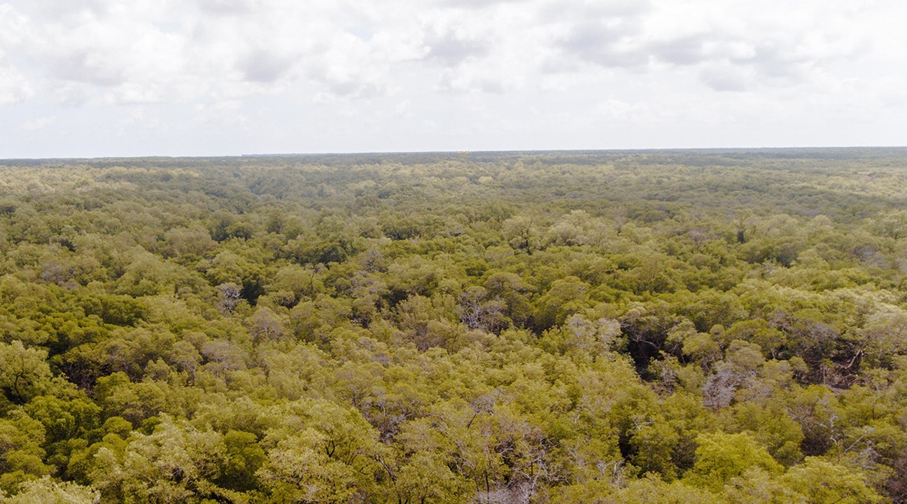 Vista aérea de uma extensa floresta verde sob céu parcialmente nublado.