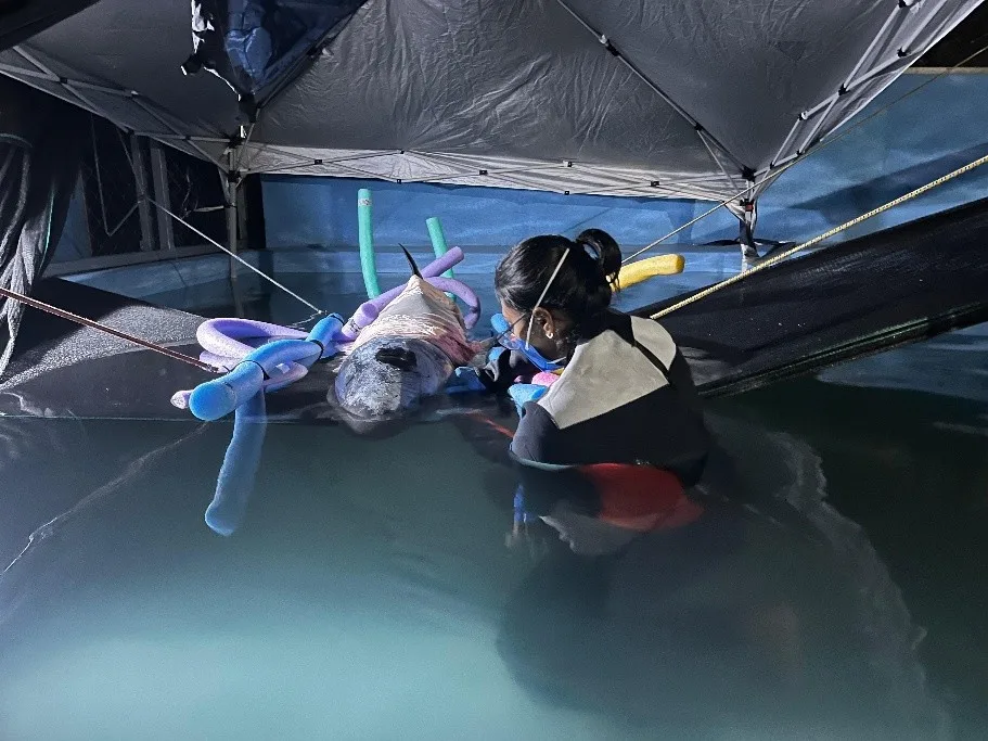 Pesquisadora com máscara e luvas realiza atendimento a um animal marinho em um tanque de reabilitação sob uma tenda.