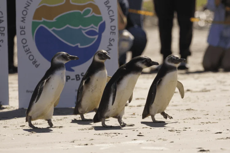 Quatro pinguins-de-magalhães caminham em fila sobre a areia de uma praia, passando em frente a uma placa de um projeto de monitoramento ambiental.