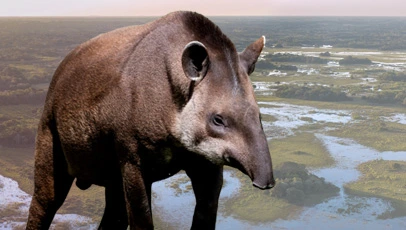 Anta caminhando em área alagada, com vegetação e cursos d’água ao fundo.