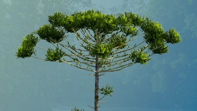 Uma araucária isolada com seu formato característico de taça. O tronco reto termina em galhos que se curvam para cima com folhagem verde densa nas extremidades, contra um fundo levemente enevoado.