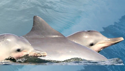 Dois botos-cinza emergindo da água, com nadadeiras dorsais visíveis na superfície do mar.