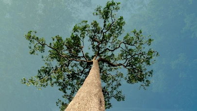 Vista inferior de uma castanheira-do-Brasil majestosa contra um céu claro. O tronco reto e alto se estende até uma copa de galhos sinuosos e folhas verdes.