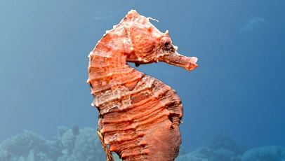 Perfil lateral de um cavalo-marinho-raiado de cor alaranjada com pequenas manchas claras. Ele está em destaque contra um fundo azul oceânico e recifes de corais desfocados ao fundo.
