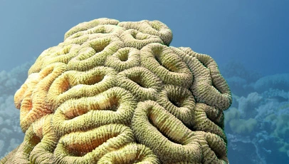 Close de um coral-cérebro com textura labiríntica de dobras proeminentes em tons de bege e verde, sobre um fundo marinho azulado.