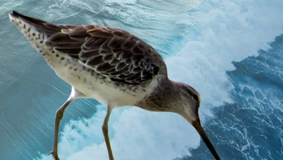 Maçarico-de-costas-brancas à beira-mar, com ondas azuis ao fundo.