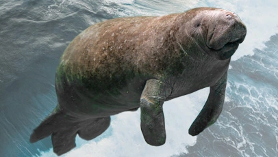 Peixe-boi-marinho nadando em águas claras, visto de cima, com o corpo robusto e nadadeiras dianteiras visíveis.