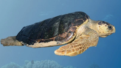 Perfil lateral de uma tartaruga-cabeçuda nadando em águas azuis. Ela possui um casco escuro e robusto, cabeça larga com tons amarelados e nadadeiras frontais grandes e claras.