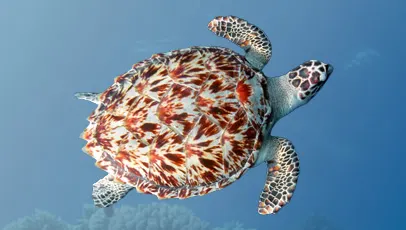 Vista superior de uma tartaruga-de-pente nadando em águas azuis. Seu casco possui um padrão radiado em tons de marrom e bege, com bordas serrilhadas na parte traseira.