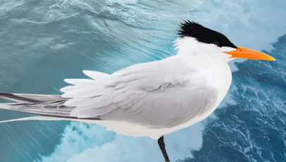 Trinta-réis-real sobrevoando o oceano, com ondas azuis ao fundo.