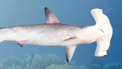 Tubarão-martelo-liso nadando no oceano, com recife ao fundo.