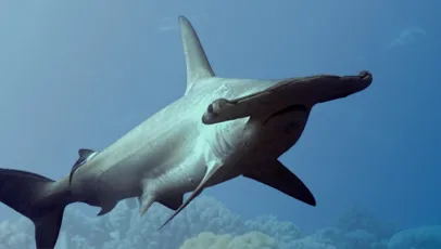 Tubarão-martelo nadando em águas claras, com o oceano ao fundo.