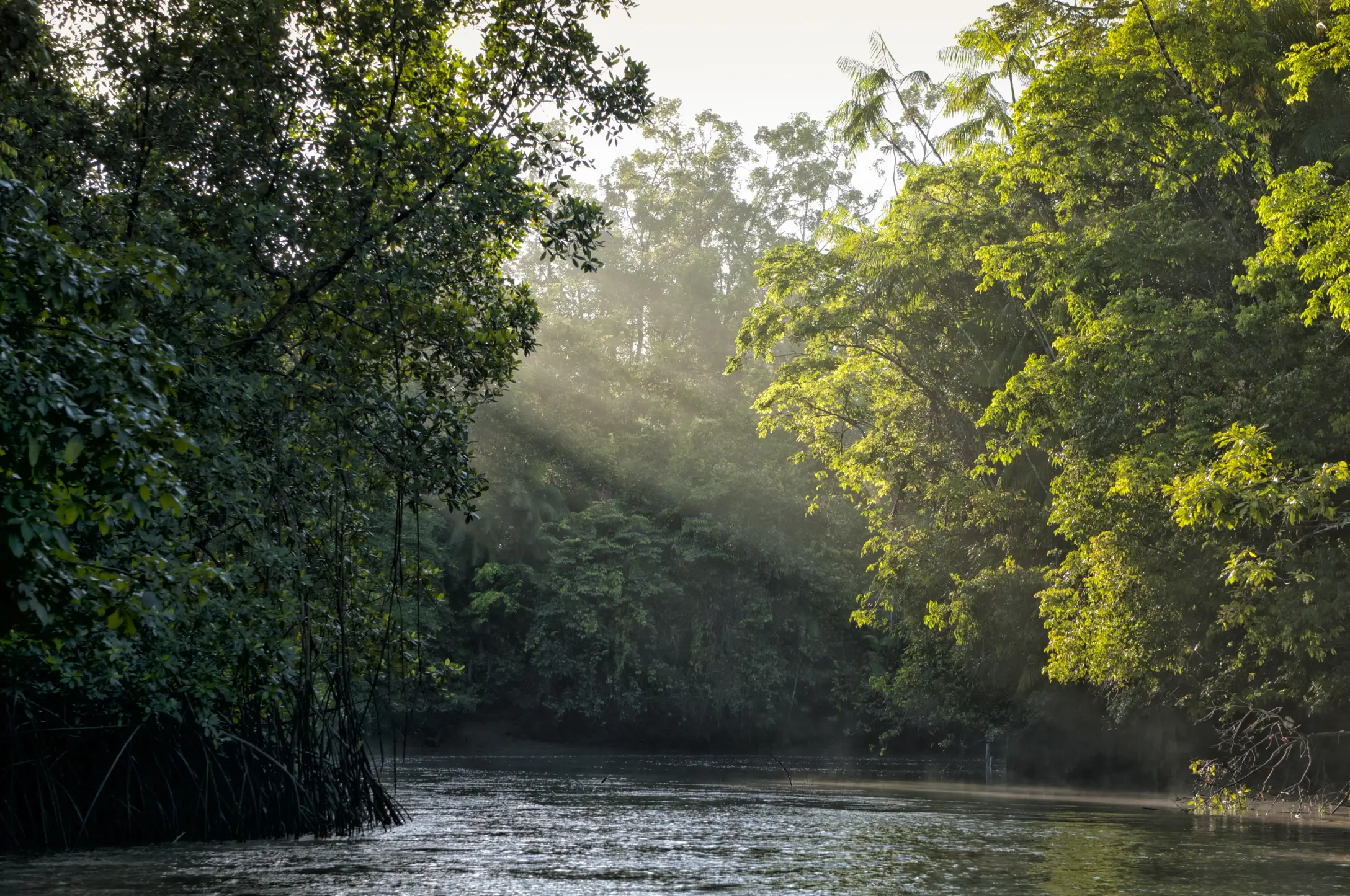 Raios de sol atravessam a copa das árvores de uma floresta densa e iluminam as águas de um rio calmo.