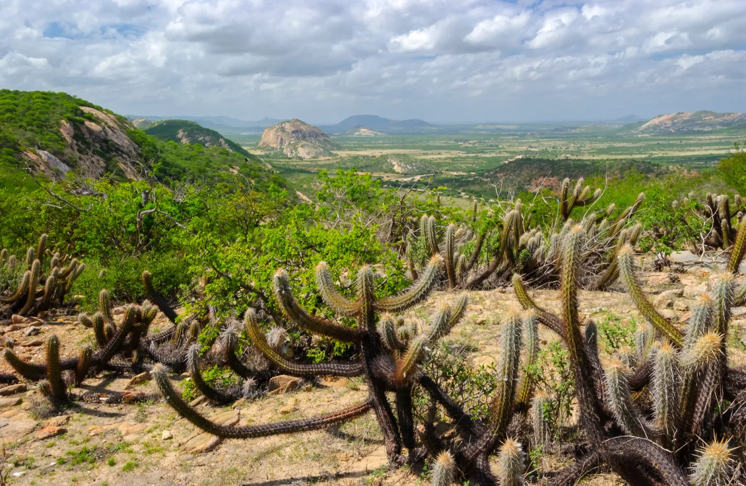 Paisagem da Caatinga com diversos cactos em primeiro plano e morros rochosos ao fundo sob um céu com nuvens.