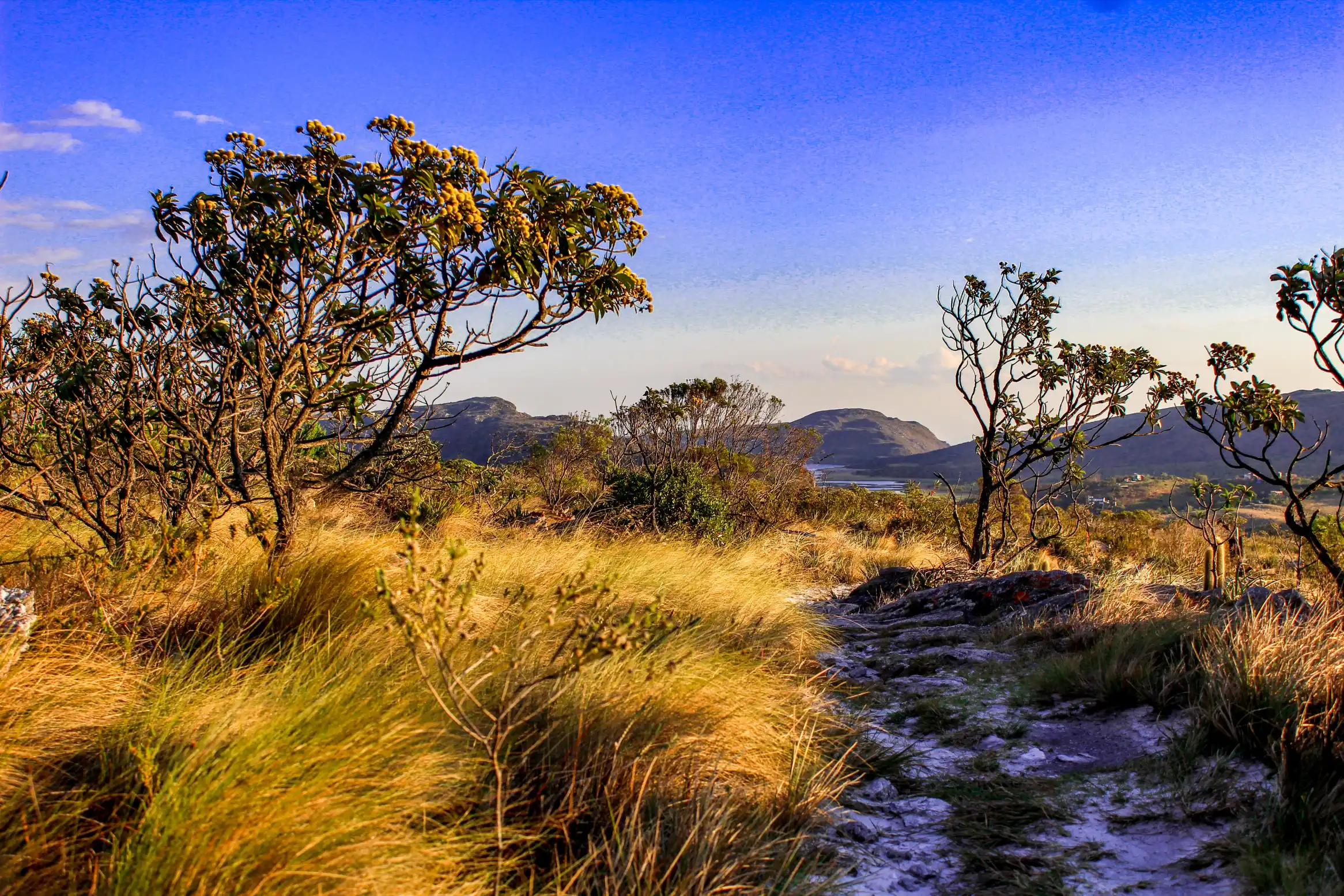 Paisagem do Cerrado com vegetação rasteira dourada e árvores de troncos retorcidos sob um céu azul vibrante.