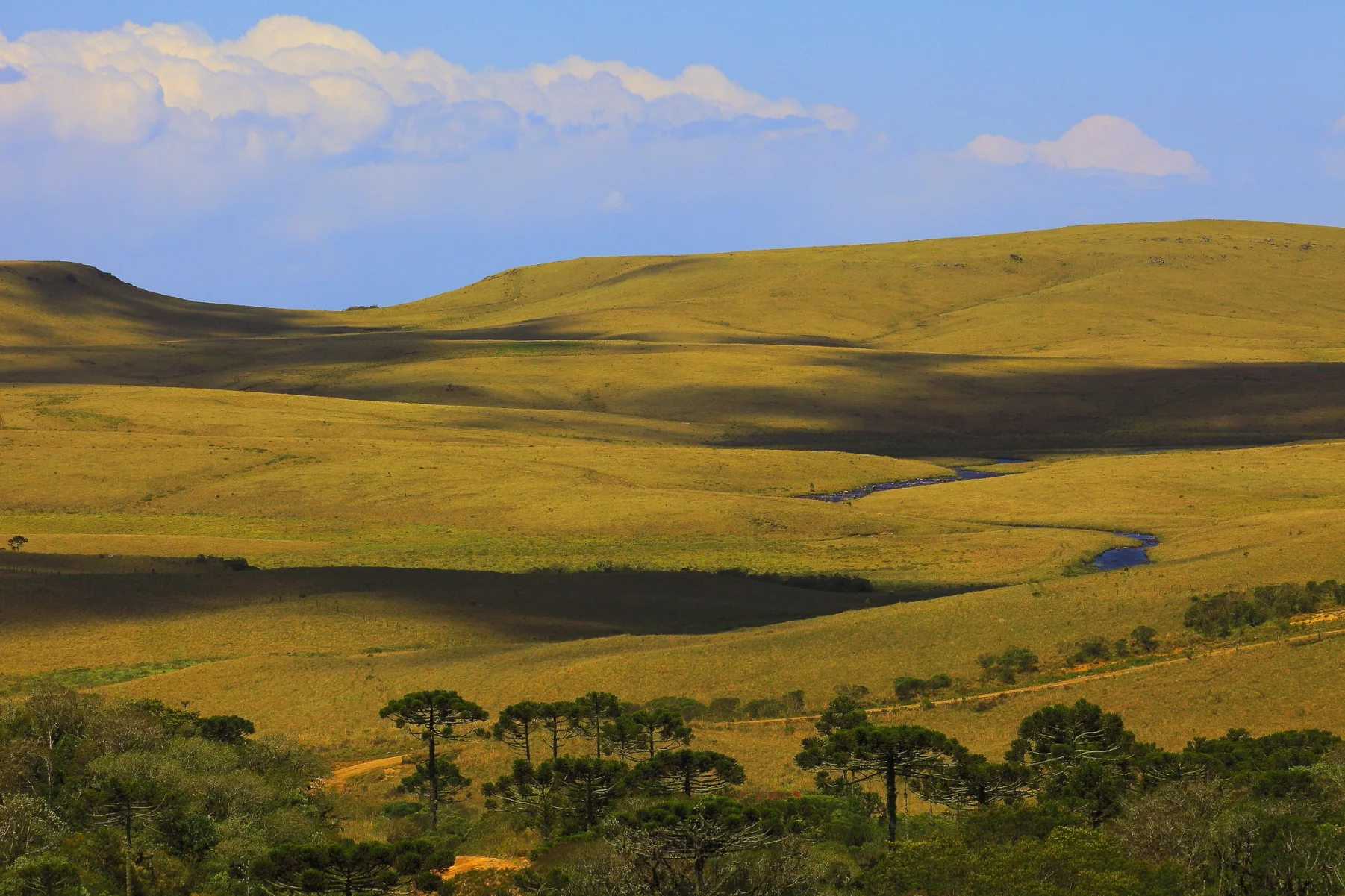 Paisagem de coxilhas (colinas suaves) cobertas por vegetação dourada, com algumas araucárias em primeiro plano e um céu azul com nuvens ao fundo.