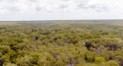 Aerial view of an extensive forest canopy in shades of green under a partly cloudy sky.