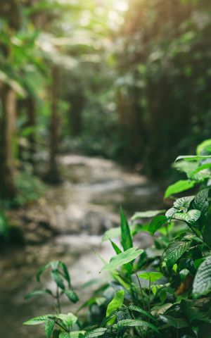 Folhagens verdes em primeiro plano com trilha em floresta iluminada pela luz do sol ao fundo.