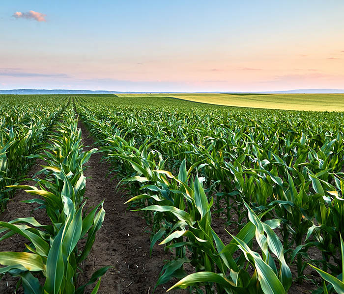 platação de milho com céu ao fundo