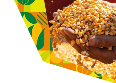 Mãos segurando grãos de milho.