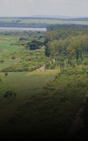 Vista aérea de área de replantio da Mata Atlântica, com vegetação em diferentes estágios de recuperação às margens de um lago.
