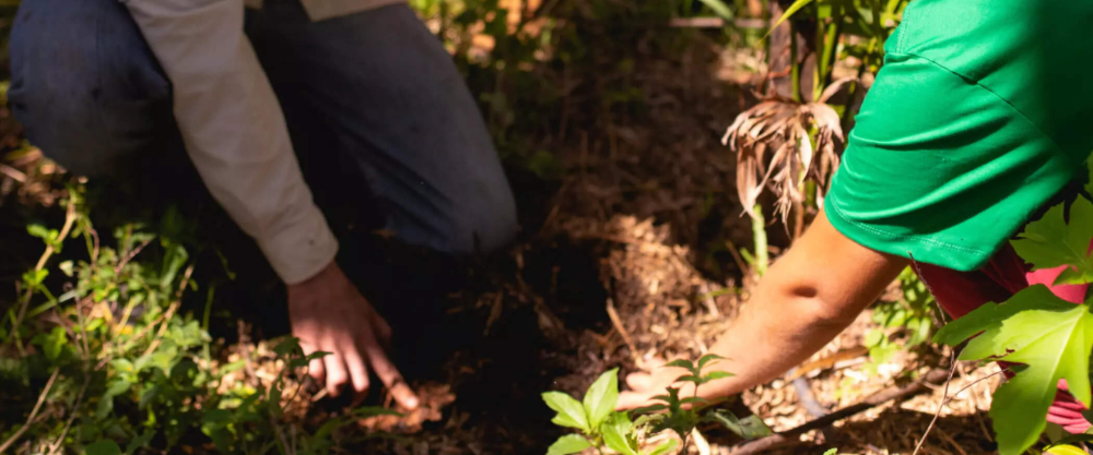 Duas pessoas analisam vegetação em área de plantio, representando ações de preservação ambiental e cuidado com a natureza.