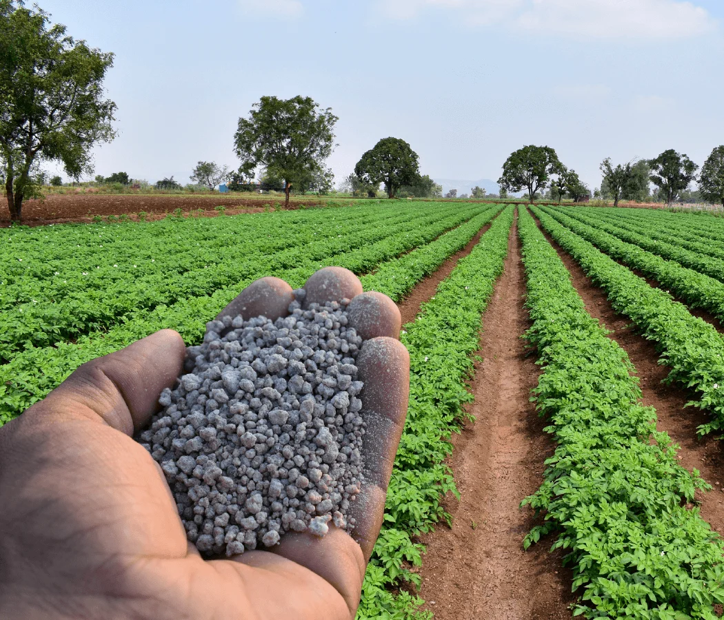 Mão segurando fertilizante em frente a uma plantação agrícola, mostrando um dos derivados do Enxofre Petrobras.