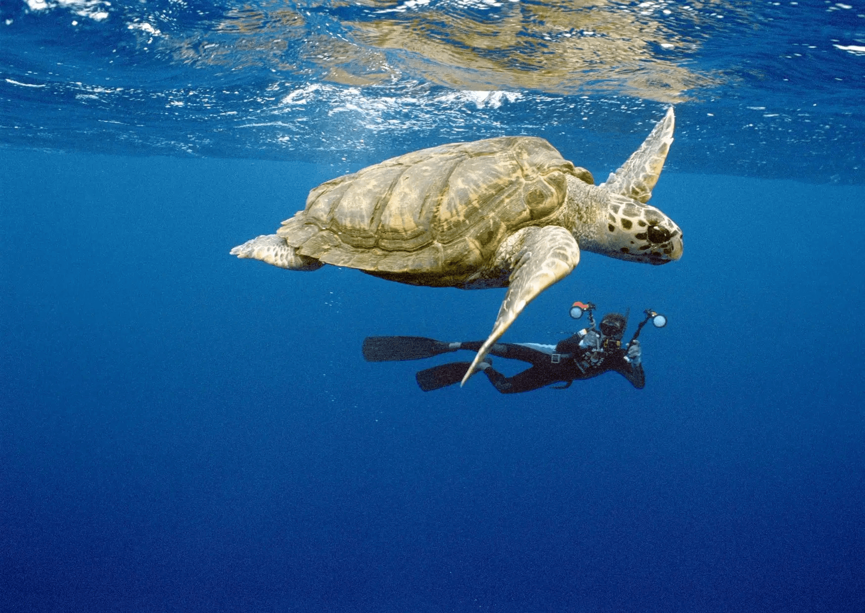 Underwater photo of a diver filming a turtle, representing Petrobras' environmental actions.
