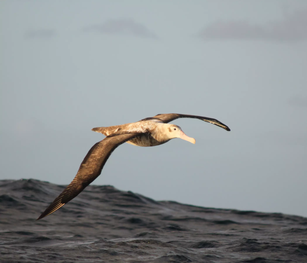 Species of albatross, protected by Petrobras conservation projects, flying over the ocean.