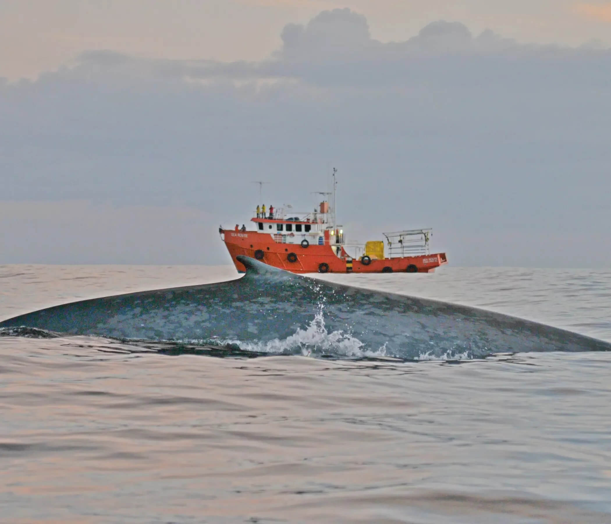 Beach Monitoring Project supported by Petrobras sights a whale body partially above the sea surface.