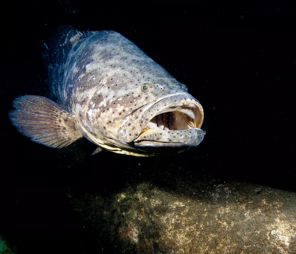 Photo of a grouper, one of the species protected by Rede Biomar projects sponsored by Petrobras.