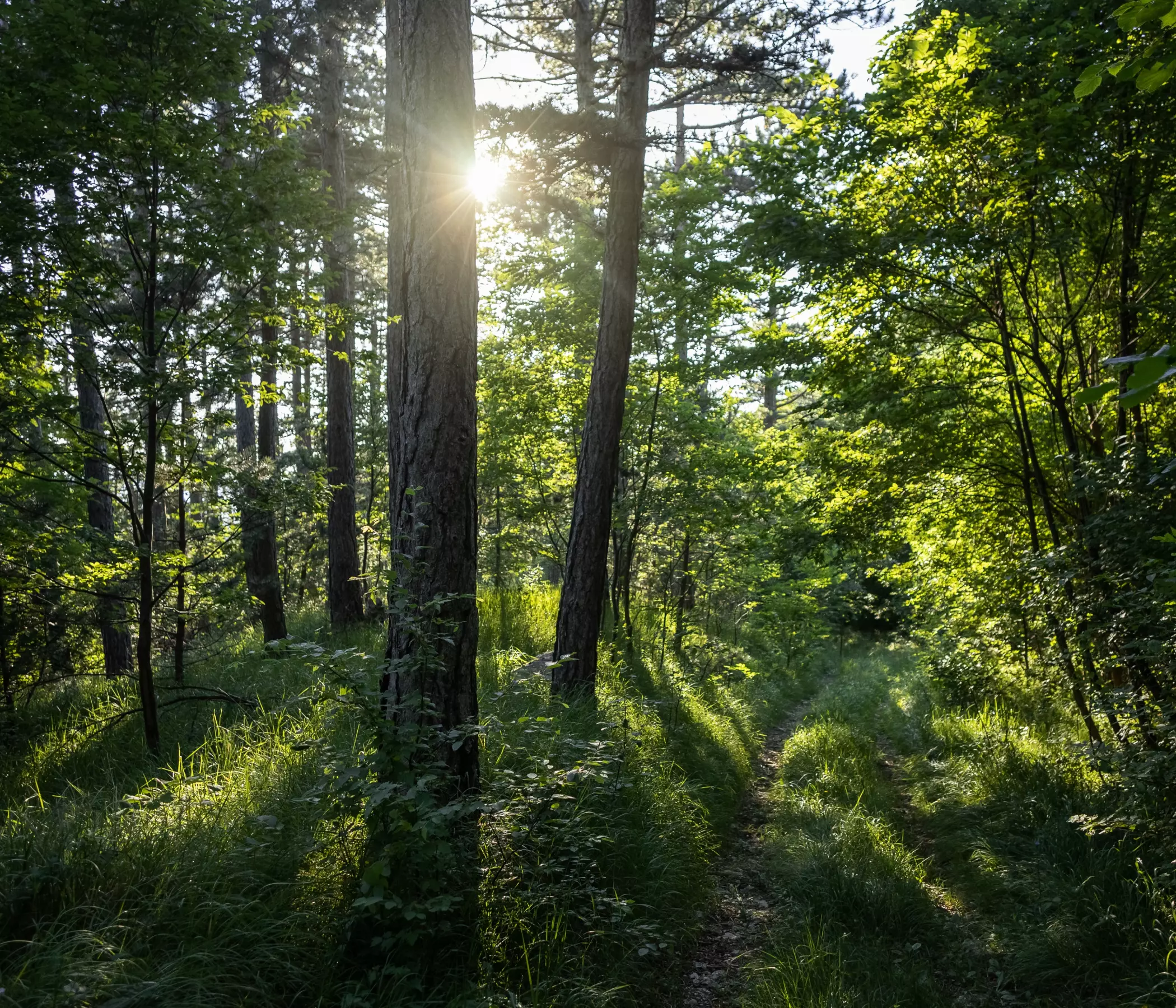 Foto de uma densa floresta, representando o foco da Petrobras na conservação do meio ambiente.