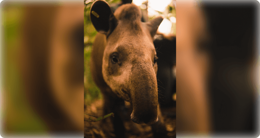 Photo of a Brazilian tapir, a species reintroduced to the Atlantic Forest environment with the help of actions supported by Petrobras.