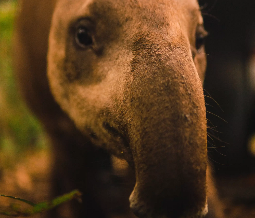 Photo of a Brazilian tapir, a species reintroduced to the Atlantic Forest environment with the help of actions supported by Petrobras.