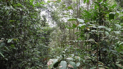 Florestas exploradas pela Petrobras, sempre com o cuidado com o meio-ambiente asism como é feito na margem equatorial