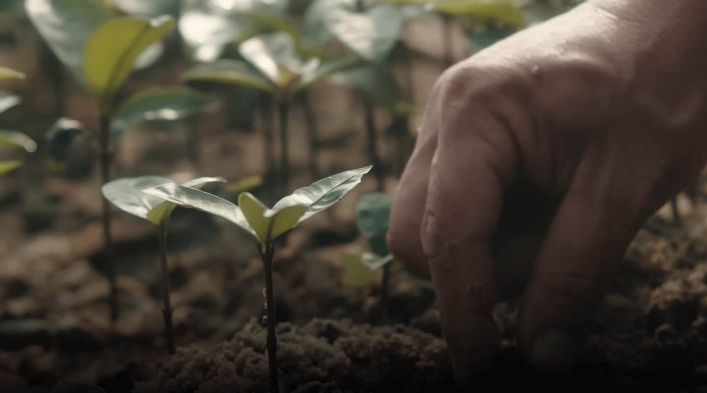 Mão plantando muda em solo, simbolizando o cuidado com o meio ambiente, no episódio de Um Brasil de Energia, gravado em Rondônia.