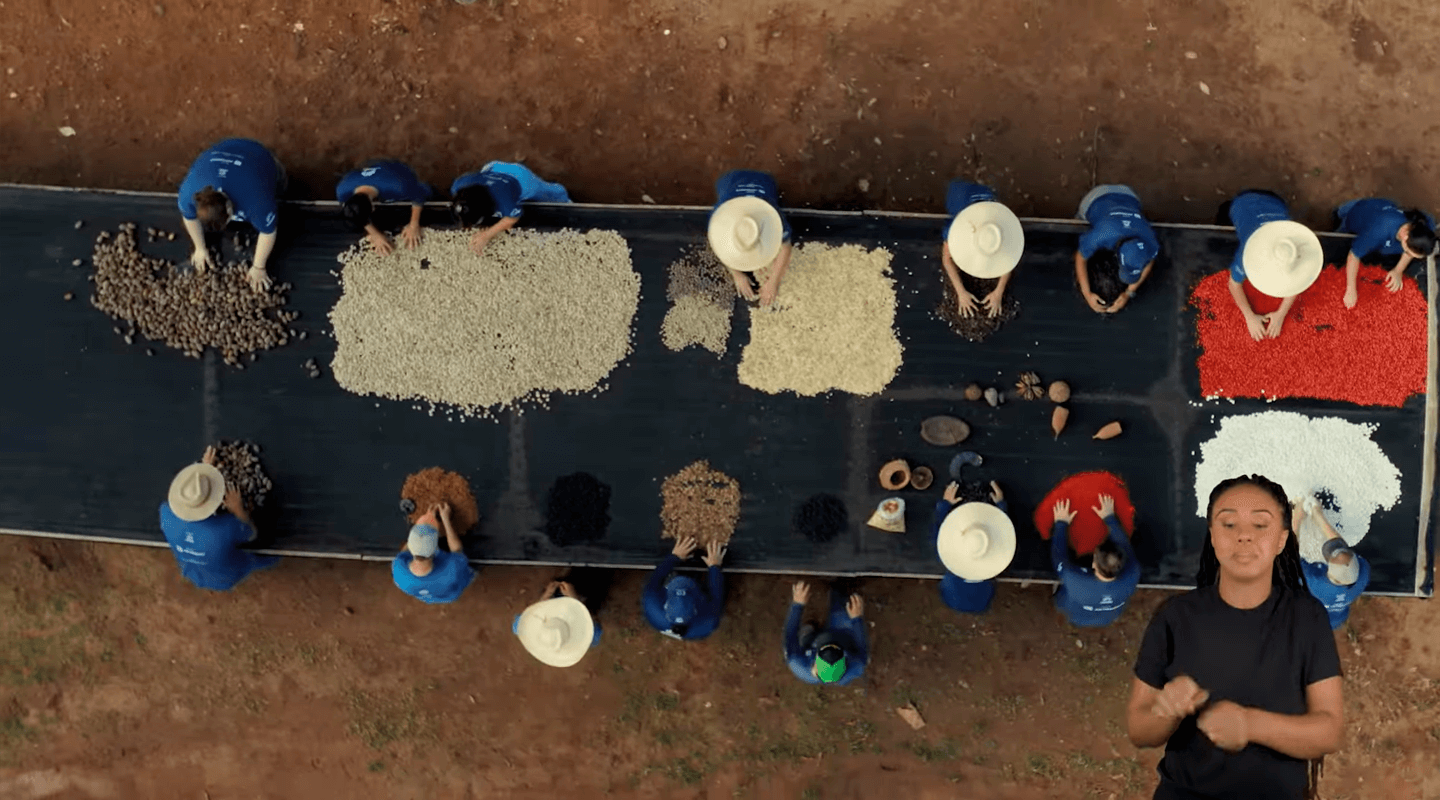 Visão aérea de diversas pessoas separando grãos com as mãos.