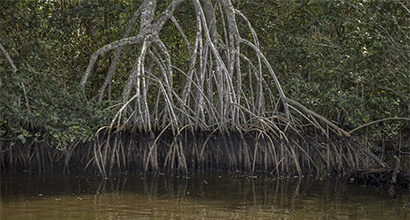 Raízes de vegetação típica dos manguezais sobre a água.