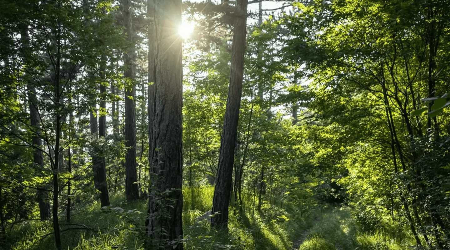 Forest view at daylight.