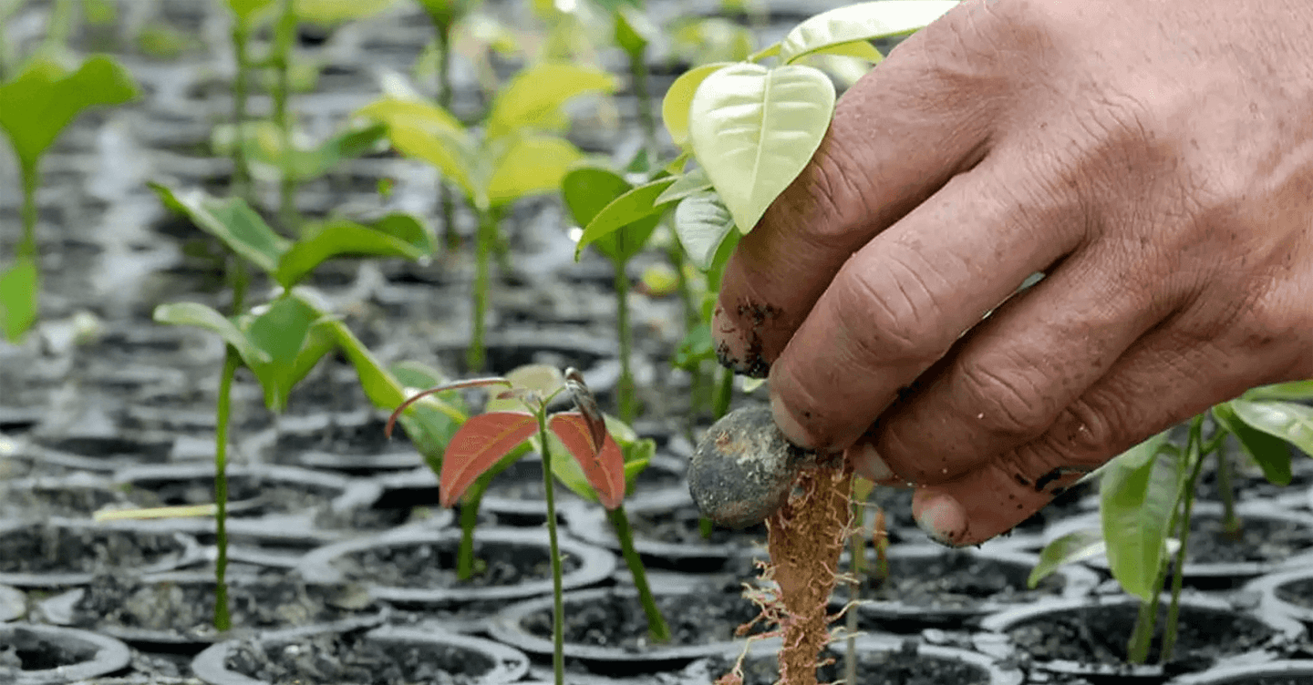 Hand of a man planting a seedling.