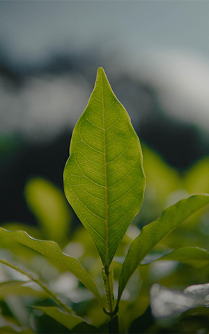 Plant leaves with blurred background.