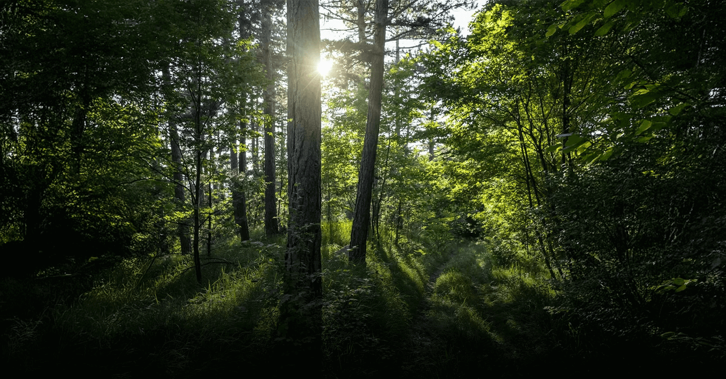 Image of a forest with trees of different sizes.