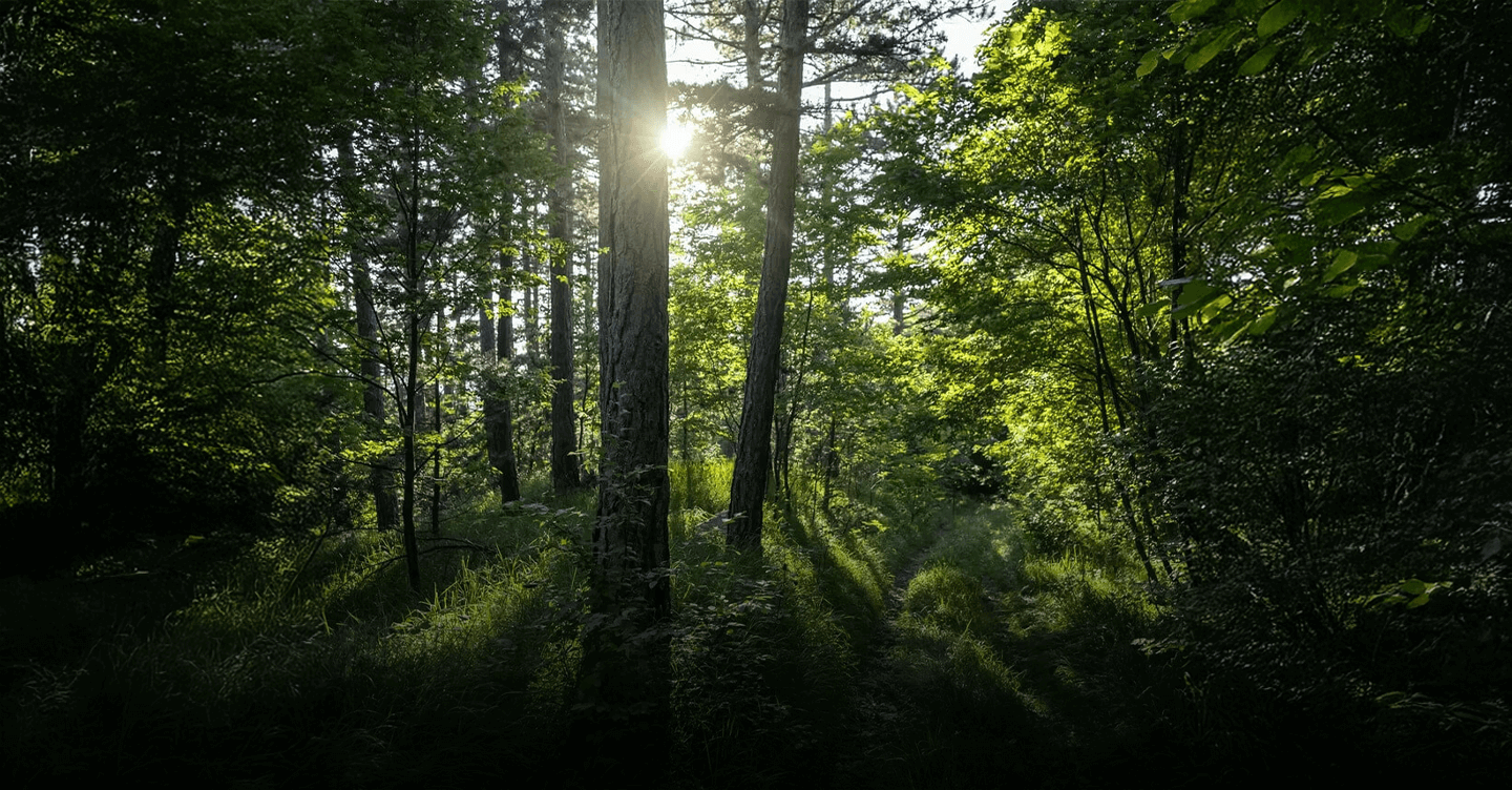 Imagem de uma floresta com árvores de diversos tamanhos.