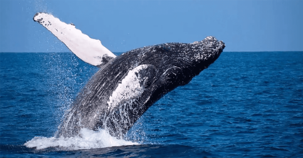 Uma baleia jubarte saltando parcialmente fora da água em um oceano azul.