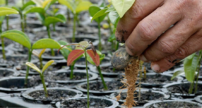 Hand holds a plant seedling, among several containers with other seedlings.