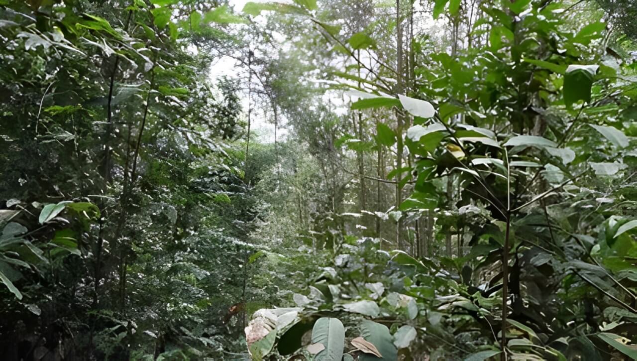 Florestas exploradas pela Petrobras, sempre com o cuidado com o meio-ambiente asism como é feito na margem equatorial.