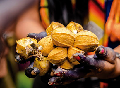 mão segurando frutos da amazônia