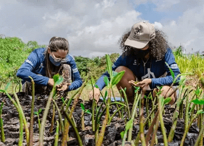 Man and woman planting seedlings for the Amazon Mangroves, a social and environmental project supported by Petrobras.